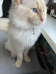 Ragdoll Hana katt 