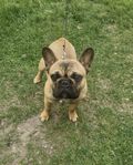 Fransk Bulldog skk