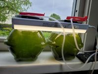 nannochloropsis phytoplankton för saltvatten akvarium 
