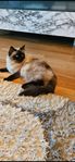 Lily – Ragdoll-hona, Registrerad