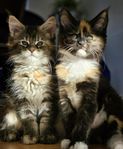 Maine Coon flickor, med stamtavla 