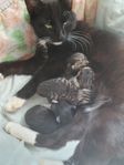 Kattfamilj säljes