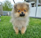 Pomeranian hanvalp