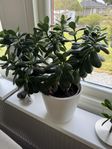 Paradisträd (Crassula ovata)