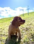 Engelsk Cocker Spaniel valpar - hane 