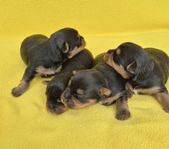 Yorkshireterrier valpar med SKK stamtavla