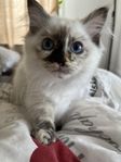 Ragdoll 