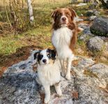 Aussie & MAS