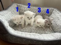 Brittisk Korthår kattungar med stamtavla.