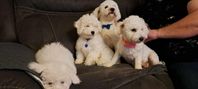 bichon frise