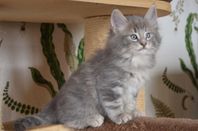 Norsk Skogkatt / Bengal - Superfina kattungar