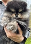 Pomeranian Hanvalp Mini!