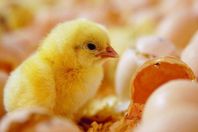 Snabbt växande broiler, slaktkycklingar