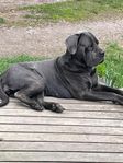 Cane Corso tik