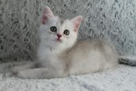 Brittiskt korthår/Ragdoll