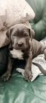 American Bully xl valp