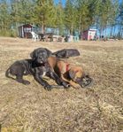 Cane corso tikvalp - snart leveransklar! 