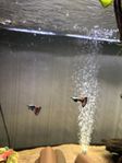 Mosaic Dumbo guppy hanar