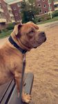 american Bully 