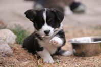 Leveransklara Welsh Corgi Cardigan Valpar