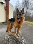 omplacering schäfer hane 