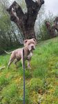 omplanering av hund 