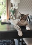 Omplacering Mainecoon/bengal hane