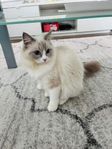 katt