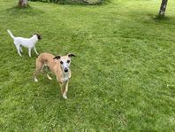 Ung whippettik till aktivt hem