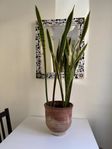 Large plant - Dracaena trifasciata - 95cm