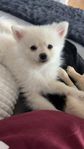 Pomeranian valp 