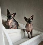 Sphynxar
