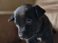 Xoloitzcuintle-valpar