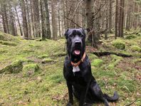 Blandras tik schabrador-cane corso 3år 
