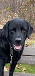 Finaste svarta labrador  