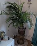 Stor guldpalm 