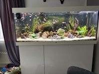 akvarium 