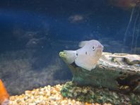 gurami fisk 10 kr /st