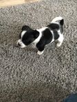 Jackrussell valp