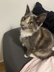 katt