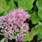 Perenn, Kärleksört, Hylotelephium