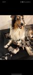 Colliemix