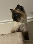 ragdoll (kommande) 