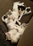 Kattungar Sibirisk katt/bondkatt