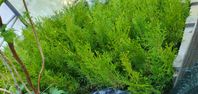 Thuja 