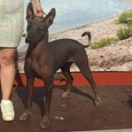 Xoloitzcuintle tik 2 år