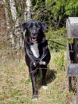 Nero 3 år söker lantligt hem! 