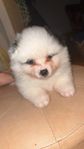 pomeranian 
