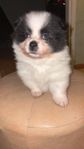 pomeranian 