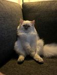 Ragdoll 1 år hane okastrerad !!!